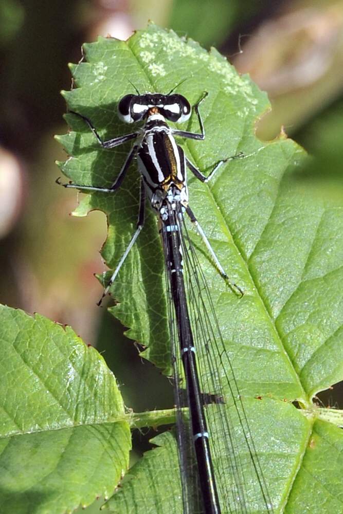 Libellula da ID